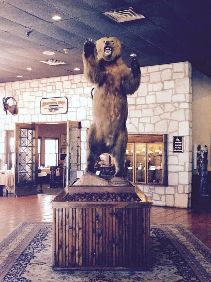 The mounted Alaska brown bear taken by Leo Bradshaw, standing upright on display in the lobby of the Y.O. Ranch in Kerrville, Texas.